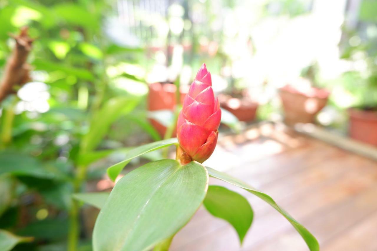 Mon Lodge & Yoga Donmueang Bangkok Exteriör bild